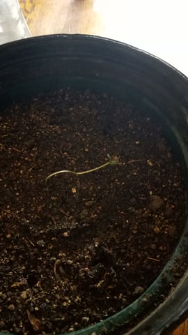 Jack hearer/Jack the ripper? — seedling_rooting, day 4