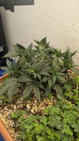 Quick Auto Summer Grow — flower, day 29