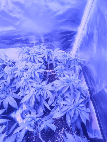 3 in flower — flower, day 15