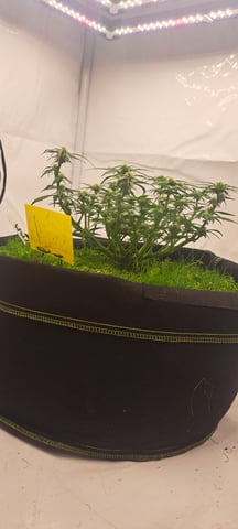 First Grow with the new setup  — auto, day 43