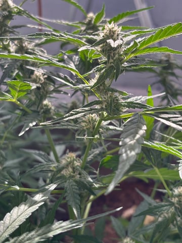 3 seeds  — flower, day 63