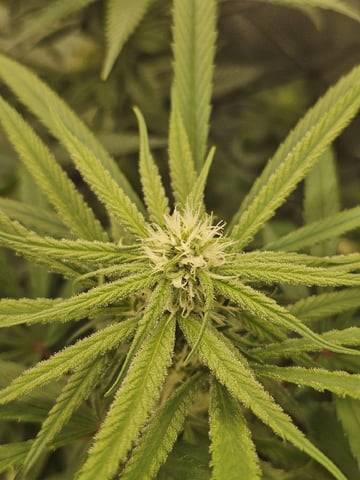 Dwc & Soil Run.  — flower, day 69
