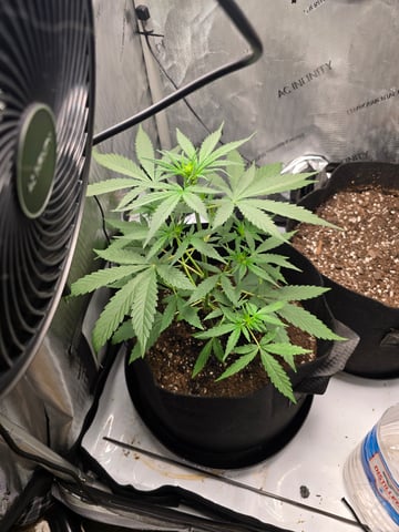 Pull my finger and Mowie Wowie — grow_setup, day 58