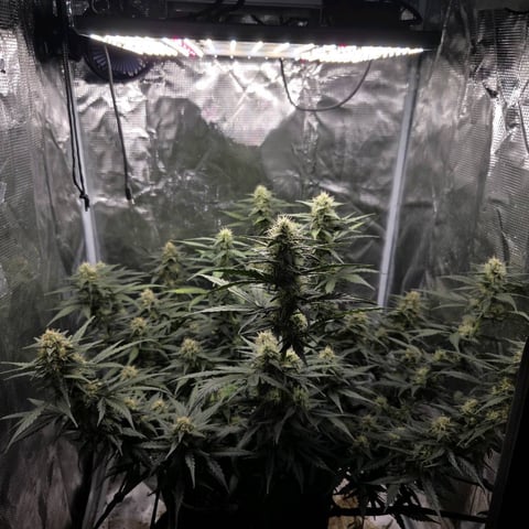 Purple Haze Auto — flower, day 69