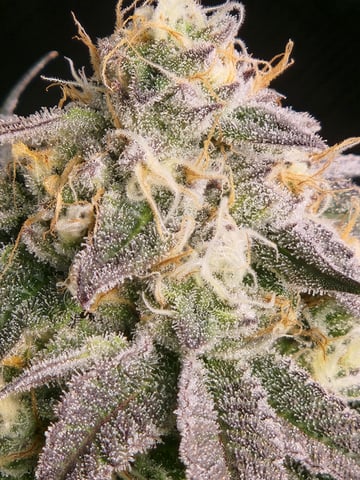 Fat Matt's 1st grow — flower, day 27