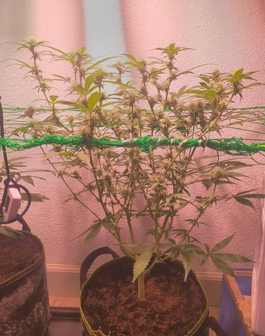 pineapple Express  — flower, day 10