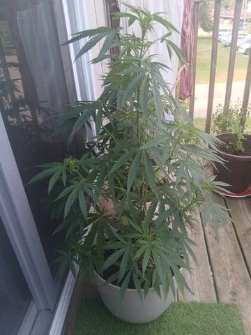 Vegetative  — vegetative, day 80