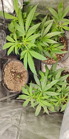 two clones and sour diesel  — vegetative, day 1