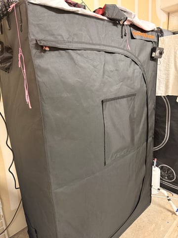 Gorilla Runtz — flower, day 44