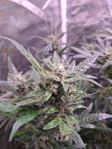 lil babies  — flower, day 53