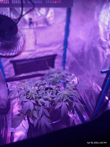 Georgia Pie Female Photo — flower, day 51