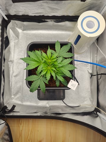 Fast Buds Gorilla Z auto — vegetative, day 22