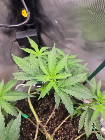 Looking for advice! — vegetative, day 44