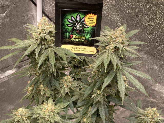 Planet Berry 7skunksgenetics  — flower, day 50