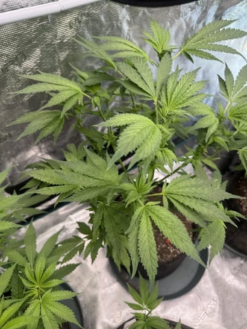  pineapple express — flower, day 47