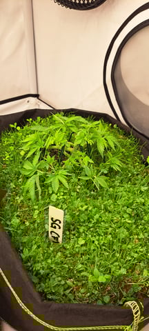 First Grow with the new setup  — vegetative, day 38