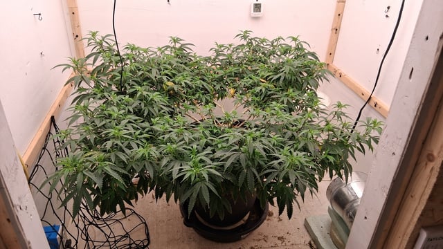 Here We Go Again 😎, This Should Be Good. 🤞👁️👁🤞 — grow_setup, day 34