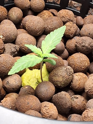 BABY SISTER — seedling_rooting, day 15