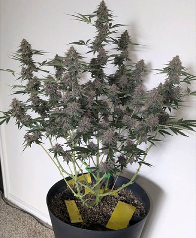 Mixed Grow — flower, day 90