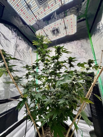Bluntz Grow