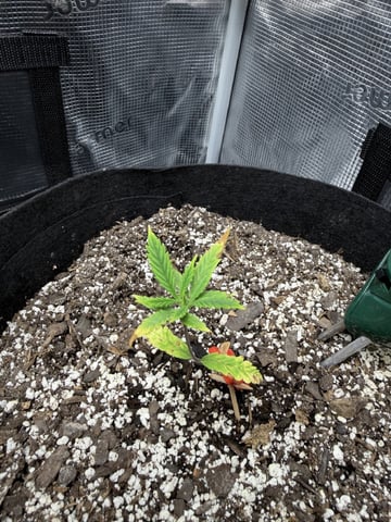 Gorilla Cookies — 1st Grow — vegetative, day 30
