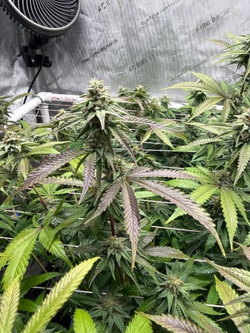 3rd grow  — flower, day 91