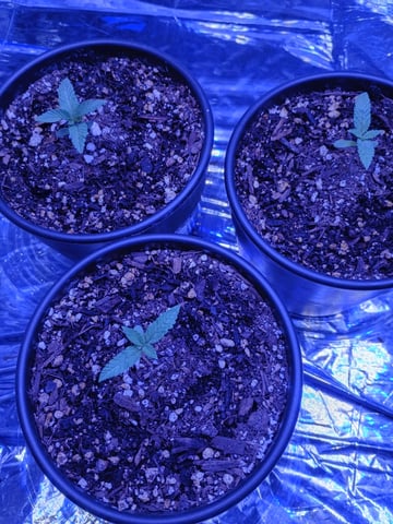 Farm Boy and Northern Lights 4×4 tent — seedling_rooting, day 1