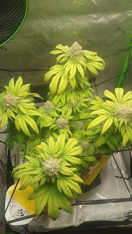 Critical Purple Kush — flower, day 129