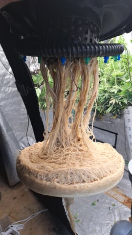 Blackberry Kush — harvest, day 130