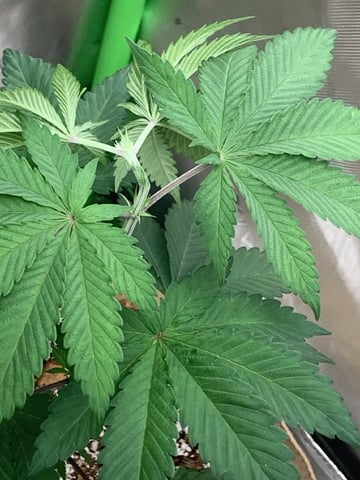 Papaya Frosting  — vegetative, day 35