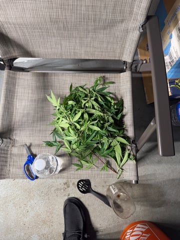  Apple fritter  Clones round two — flower, day 174