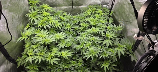 Maple Nectar  — flower, day 44