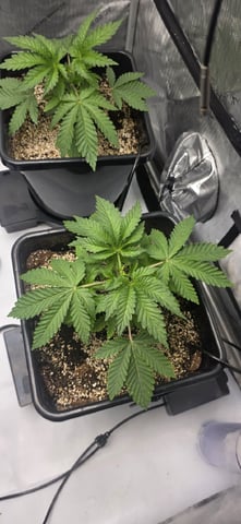 Maple Nectar  — vegetative, day 25