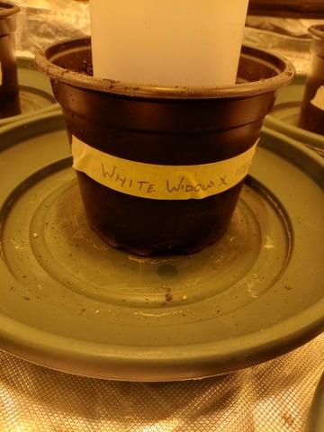 mr — germination, day 1