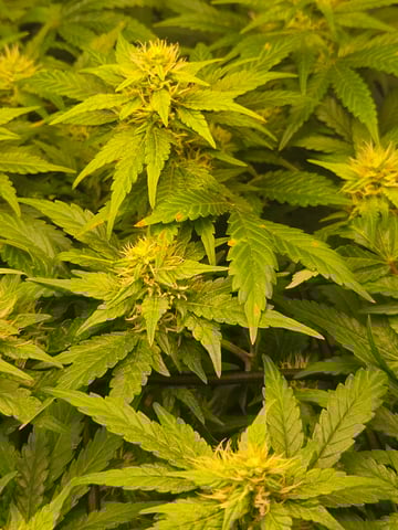 White rhino — flower, day 78