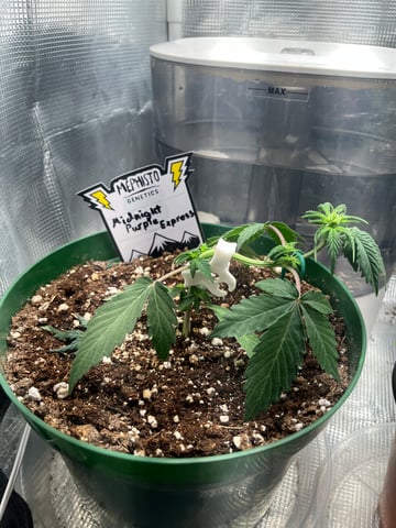 Mephistos Auto  — auto, day 28