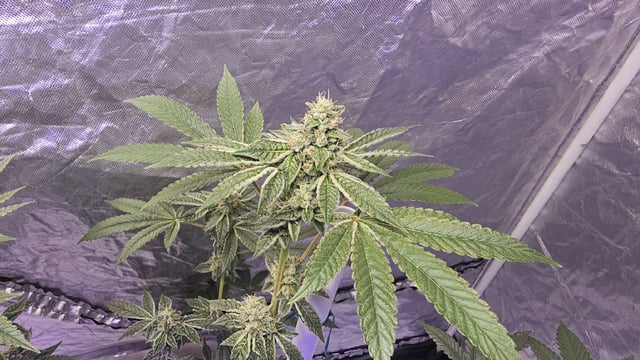 first grow adventure  — flower, day 98