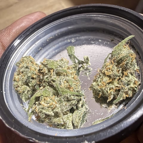 Bruce Banner (Auto) — dead, day 72