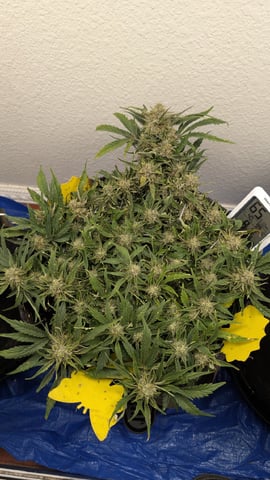 mephisto winter 2026 — flower, day 60
