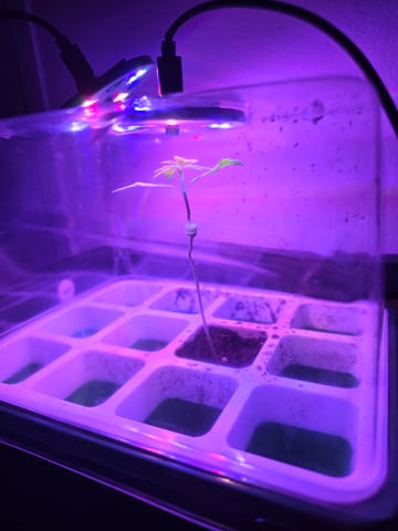 First Grow — grow_setup, day 1