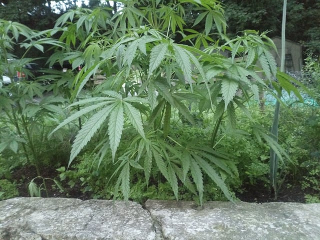 2025 grow — vegetative, day 15