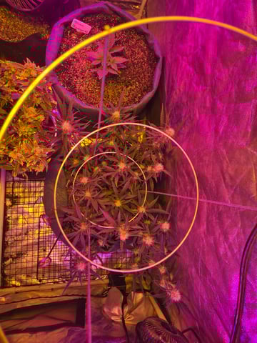 high octane x holy grail  — auto, day 45