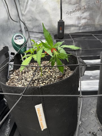 Gorilla Cookies — 1st Grow — vegetative, day 41