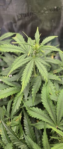 August Grow — flower, day 52