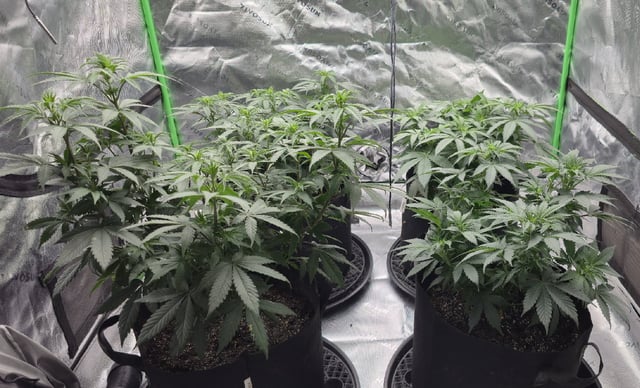SGC & GWS — flower, day 67