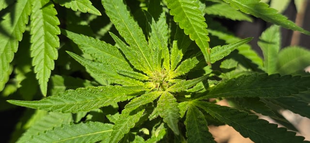 Mystery Weed Plant — flower, day 114