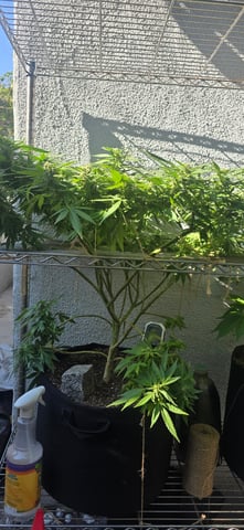 Mystery Weed Plant — flower, day 131