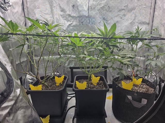 First Grow — flower, day 68