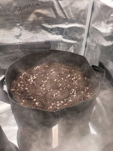 First time — seedling_rooting, day 1