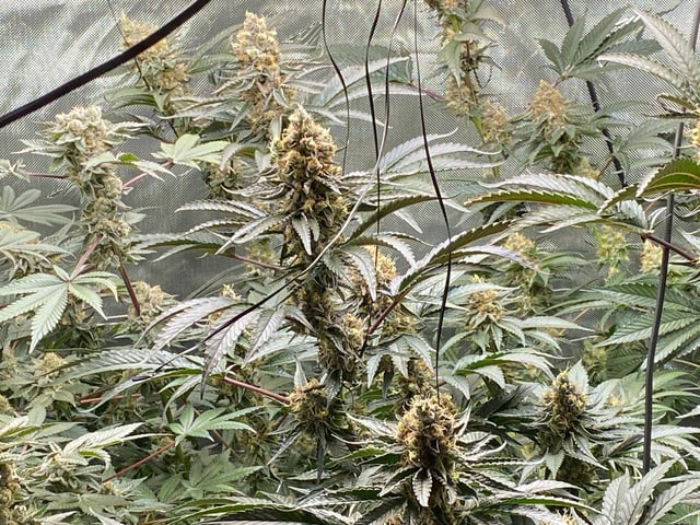 E Grow  — flower, day 48